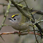 Goldcrest