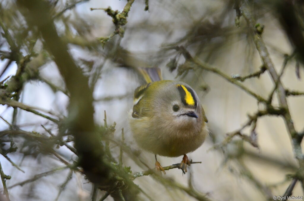 Goldcrestadult, identification, aspect