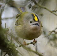 Goldcrest