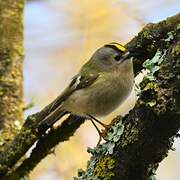 Goldcrest