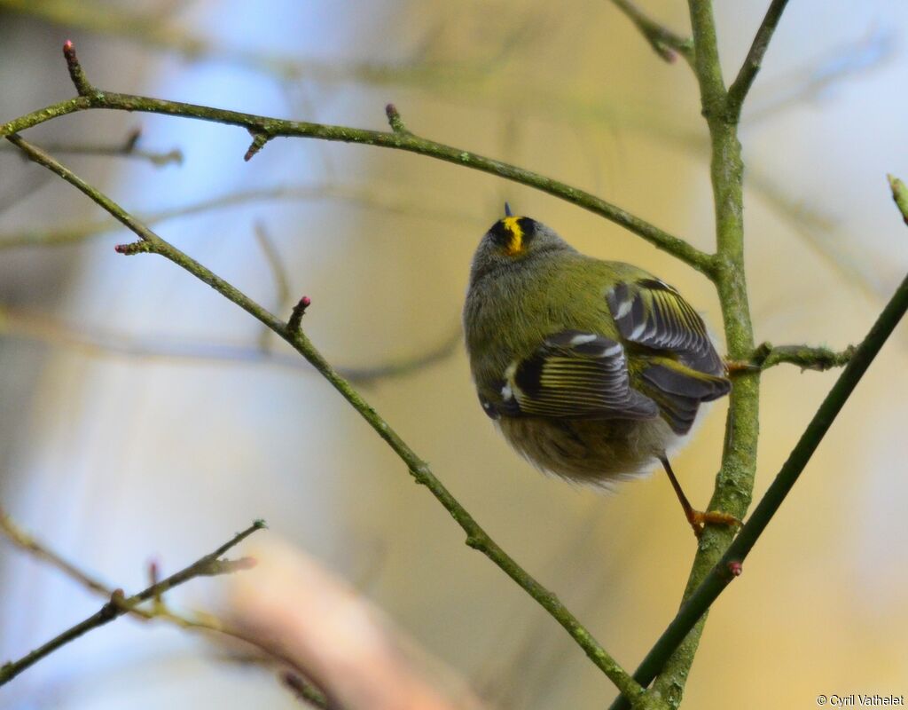 Goldcrestadult, identification, aspect