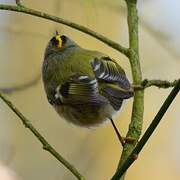 Goldcrest