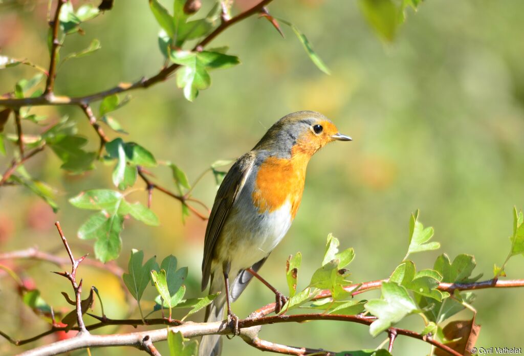 European Robinadult, identification, habitat, aspect, pigmentation