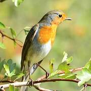 European Robin