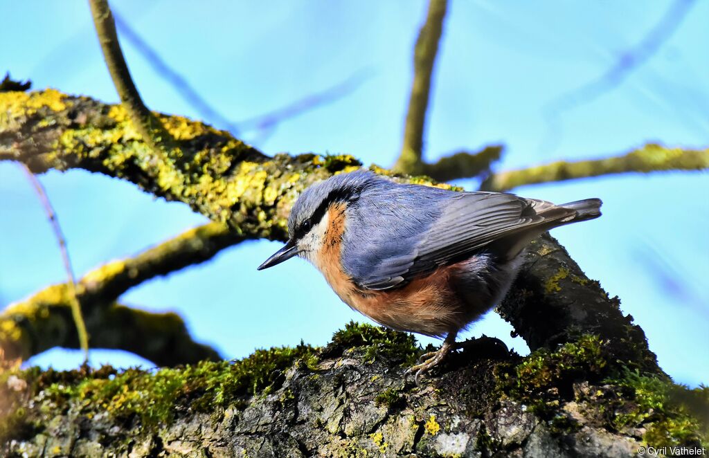 Eurasian Nuthatch, identification, aspect, pigmentation, walking