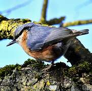 Eurasian Nuthatch