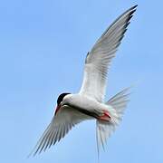 Antarctic Tern