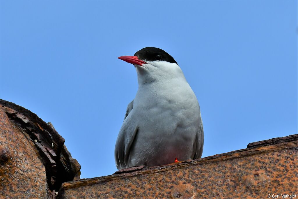 Antarctic Ternadult breeding, identification, aspect