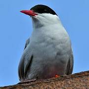 Antarctic Tern