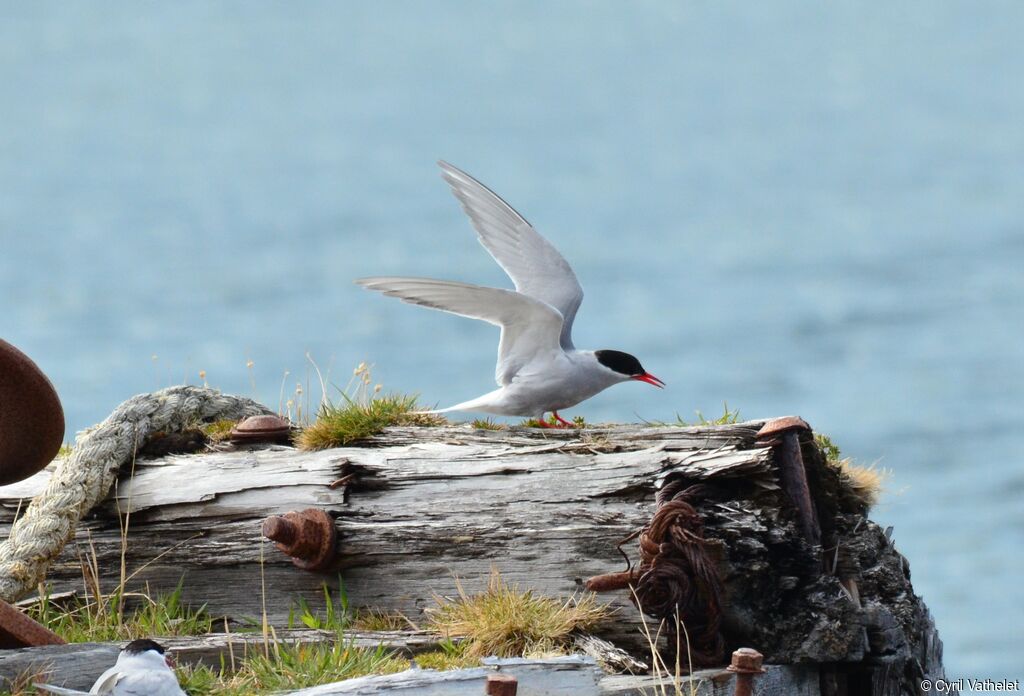 Antarctic Ternadult breeding, identification, habitat, aspect, pigmentation