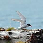 Antarctic Tern