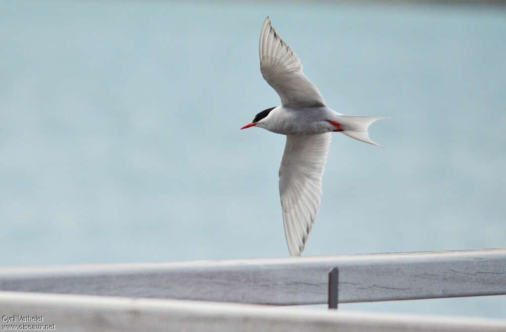 Antarctic Ternadult breeding, Flight