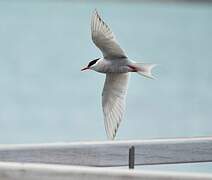 Antarctic Tern