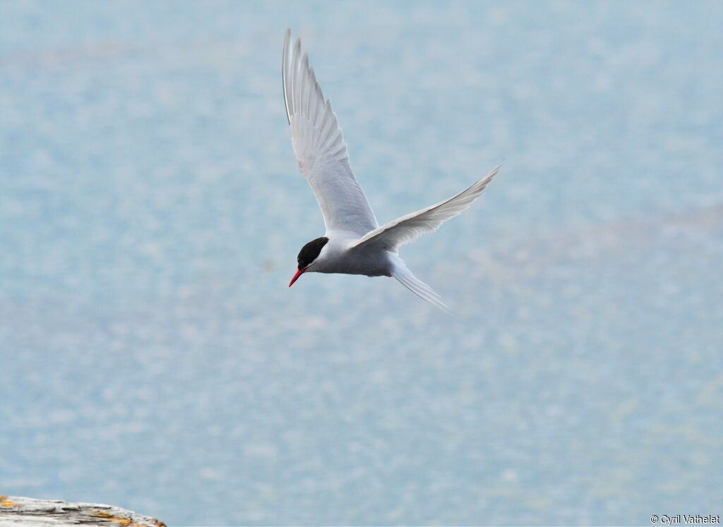 Antarctic Ternadult breeding, identification, aspect, pigmentation, Flight