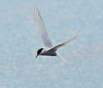 Antarctic Tern