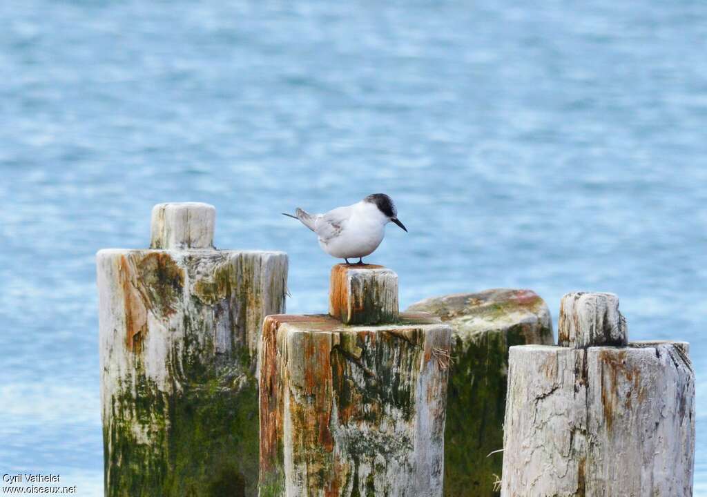 Antarctic TernFirst year, identification