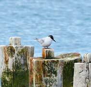 Antarctic Tern