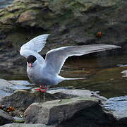 Antarctic Tern