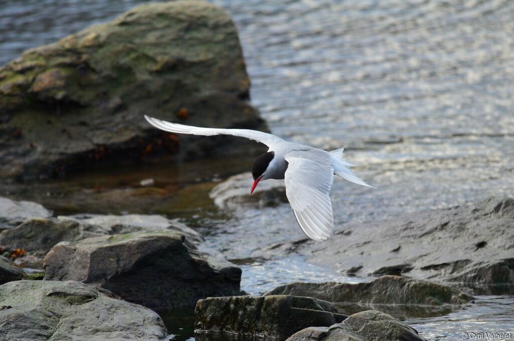 Antarctic Ternadult breeding, identification, habitat, aspect, pigmentation, Flight