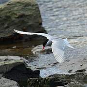 Antarctic Tern