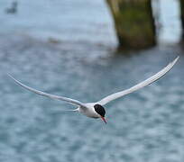 Antarctic Tern