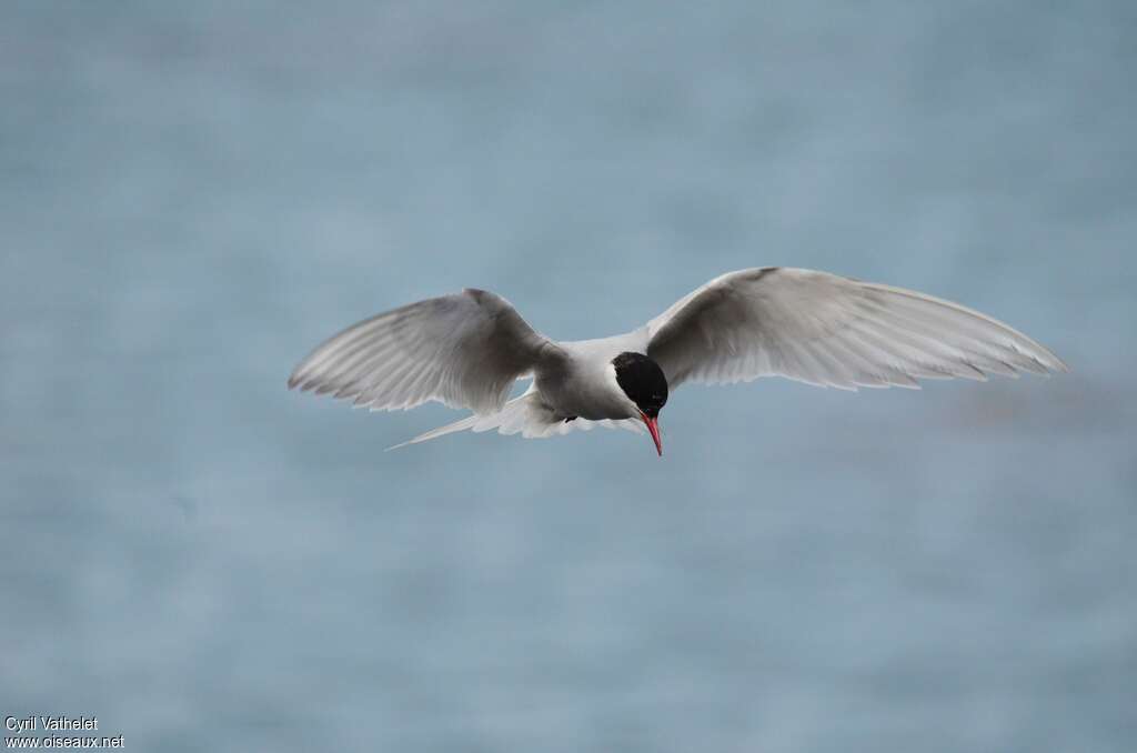 Sterne couronnéeadulte nuptial, pêche/chasse