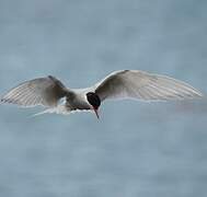 Antarctic Tern