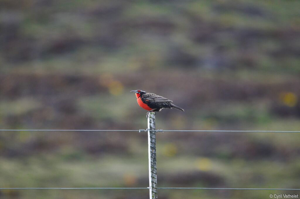 Long-tailed Meadowlark male adult breeding, identification