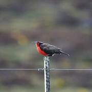 Long-tailed Meadowlark