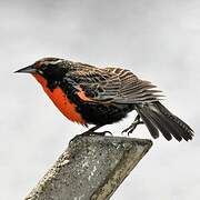 Long-tailed Meadowlark