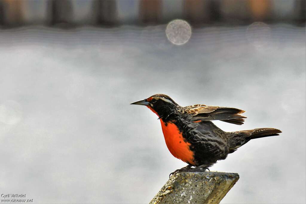 Long-tailed Meadowlark male adult breeding