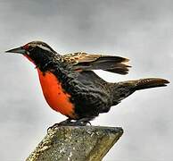 Long-tailed Meadowlark