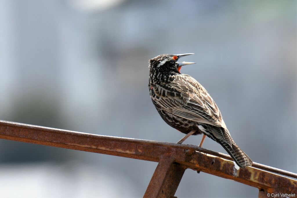 Long-tailed Meadowlark male adult breeding, identification, aspect