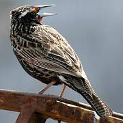 Long-tailed Meadowlark