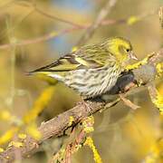 Eurasian Siskin