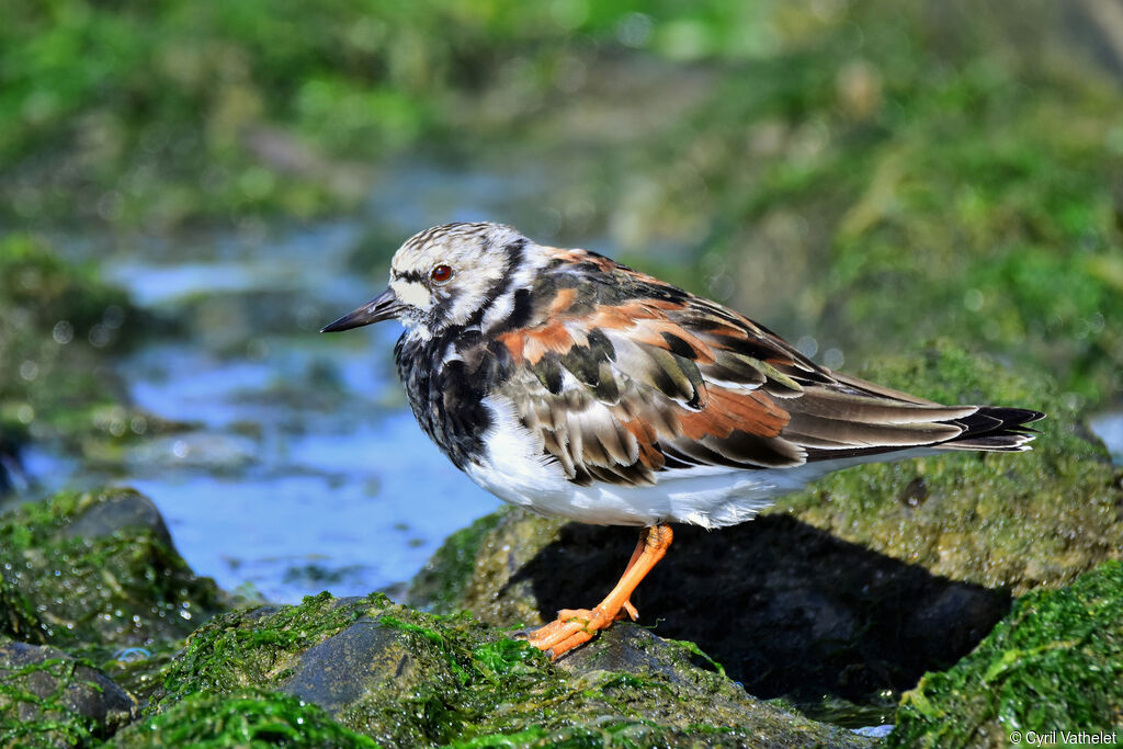 Ruddy Turnstoneadult breeding, identification, aspect