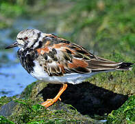 Ruddy Turnstone