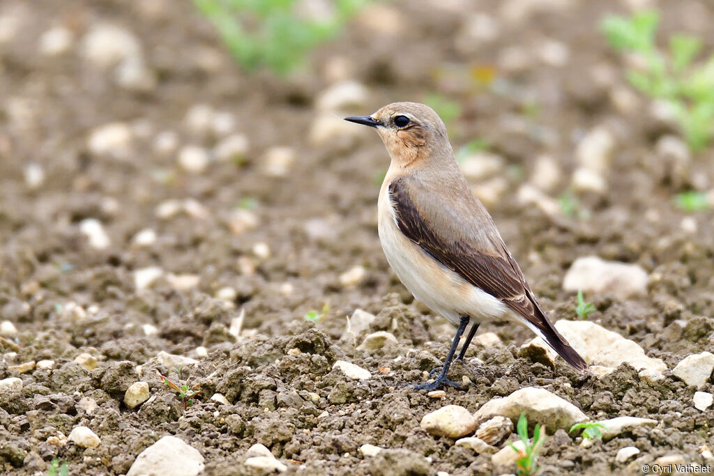 Northern Wheatear female adult breeding, identification, aspect