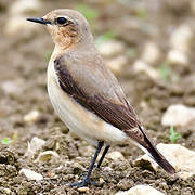 Northern Wheatear