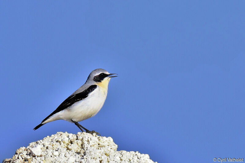 Northern Wheatear male adult breeding, identification, aspect, song