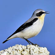 Northern Wheatear