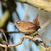 Eurasian Wren