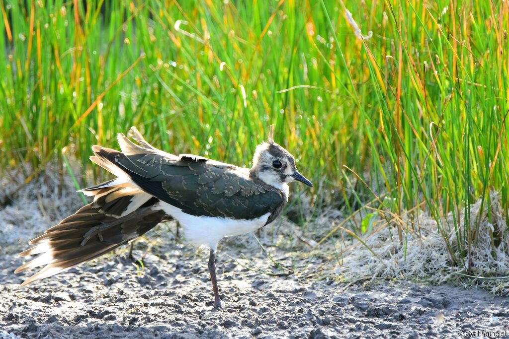 Vanneau huppé, identification