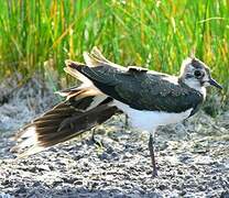 Northern Lapwing