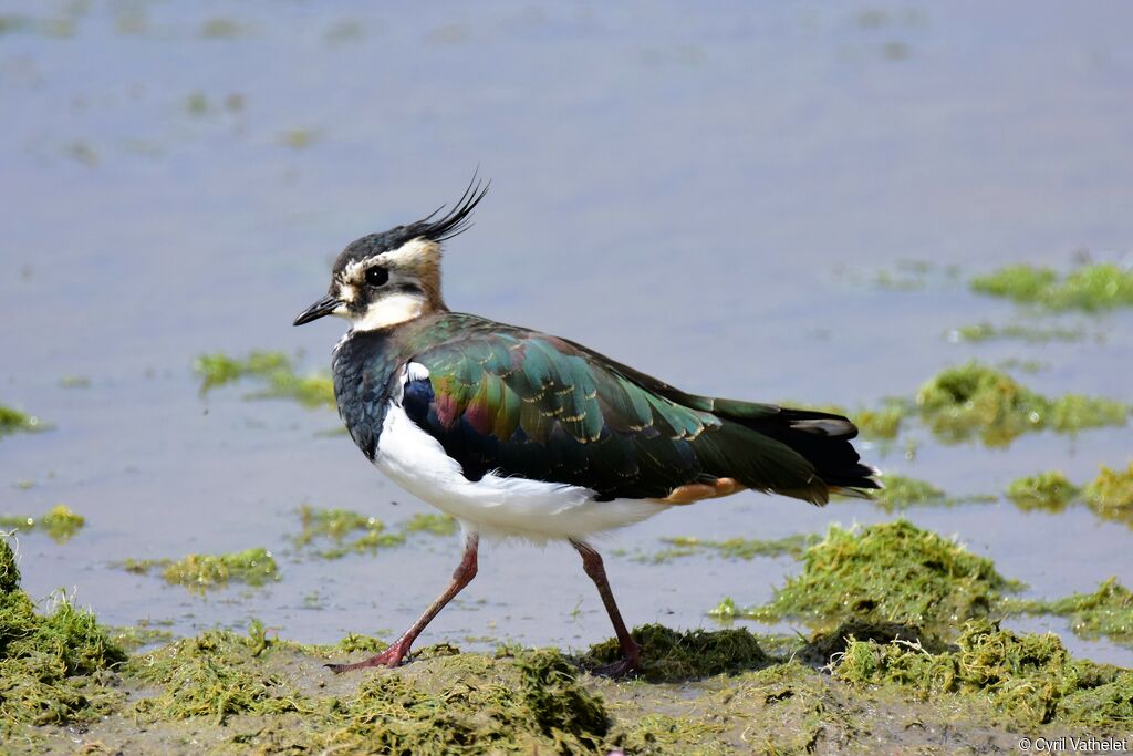 Northern Lapwing, identification, aspect, pigmentation, walking