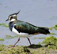 Northern Lapwing