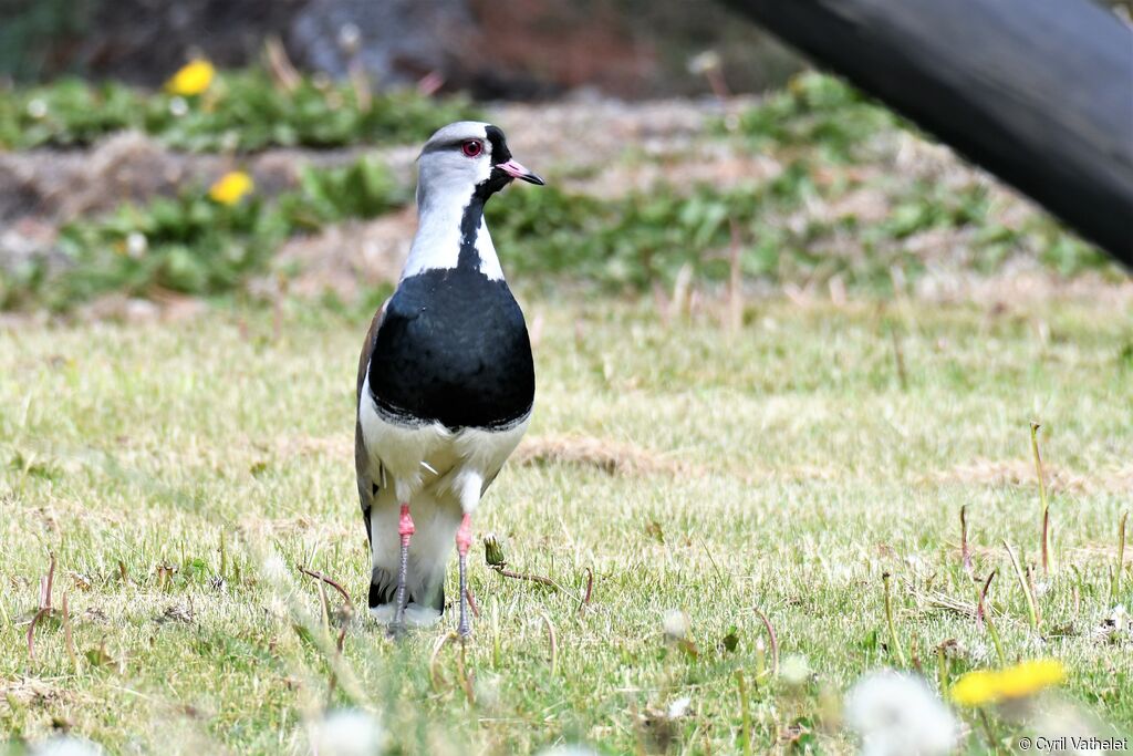 Southern Lapwingadult, identification, aspect, walking