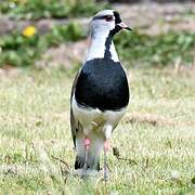 Southern Lapwing