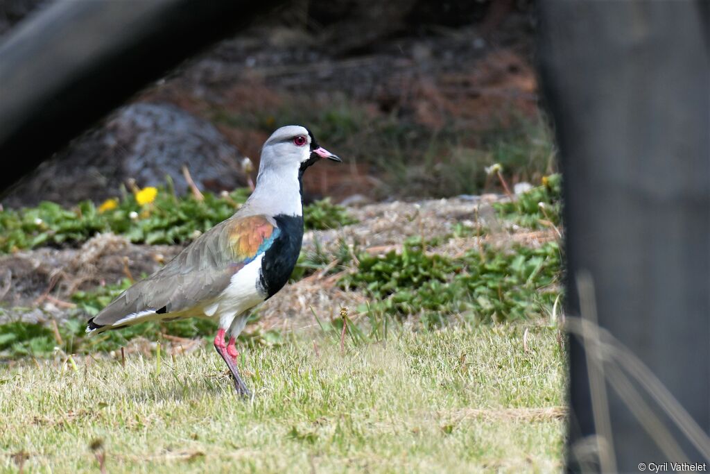 Southern Lapwingadult, identification, aspect, walking