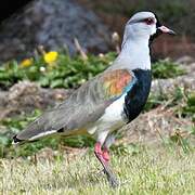 Southern Lapwing